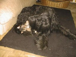 Gizmo - Samson