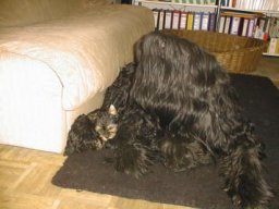 Gizmo &amp; Samson