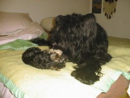 Gizmo &amp; Yazoo