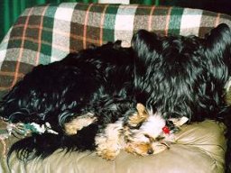 Gizmo &amp; Yazoo