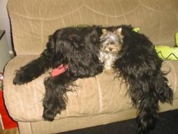 Gizmo &amp; Yazoo