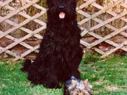 Gizmo &amp; Yazoo