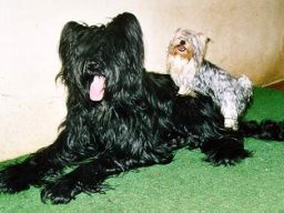 Gizmo &amp; Yazoo
