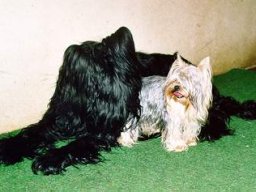 Gizmo &amp; Yazoo