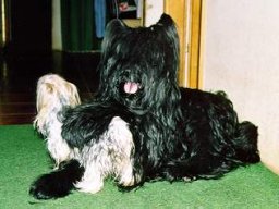 Gizmo &amp; Yazoo
