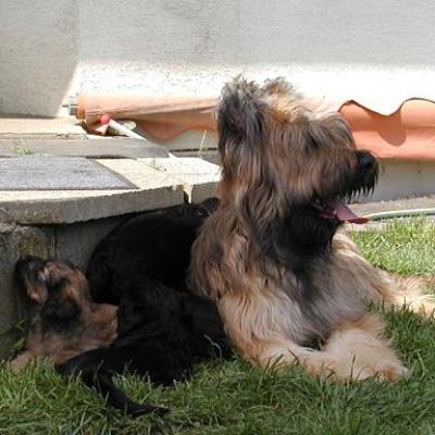 Zabou Pups00984