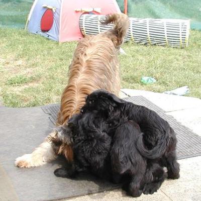 Zabou Pups026