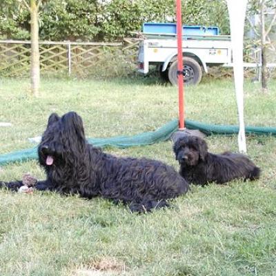 Gus Yazoo003360