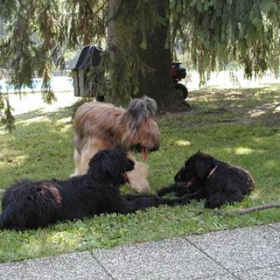 Gus Zabou Bisou001360
