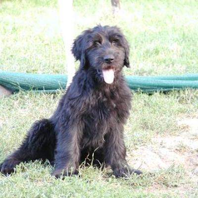 Gus001360