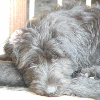 Gus013360