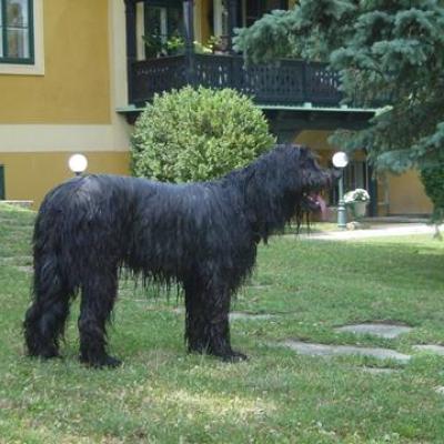 Gus0603 04360