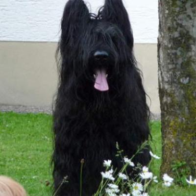 Fleury d'Aude Noire