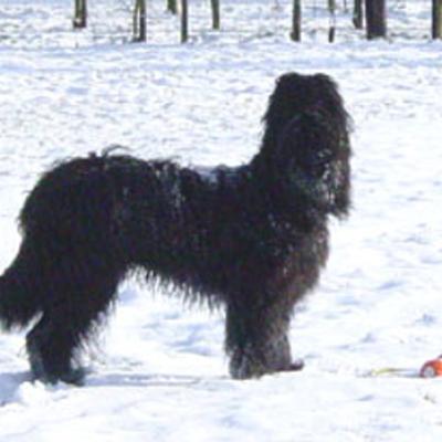 Ferri301201 04