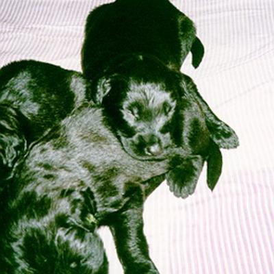 A Wurf5