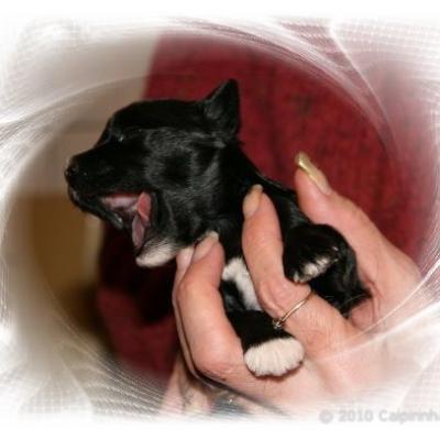 20 06huedin Female 1