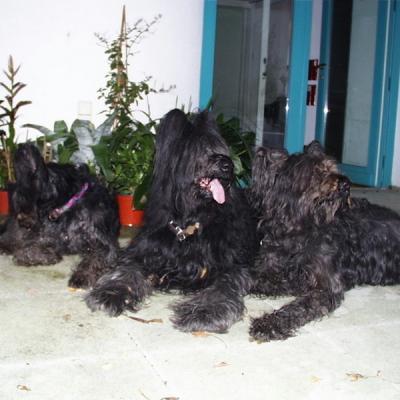 Batida Sandor Arwa03