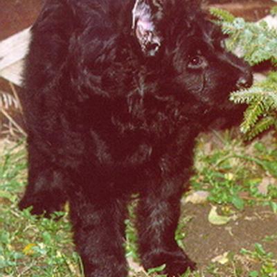 Batida87