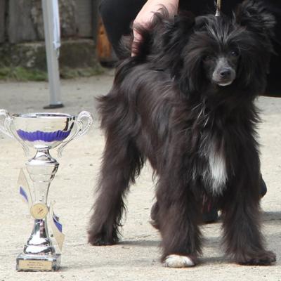 Montegobay Clubschau Sk 2010