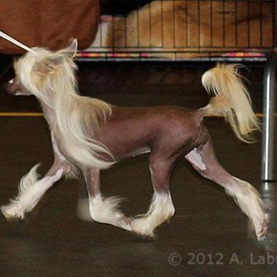 50 Needy Cacib Bremen Exc.2 4 Aug 2012