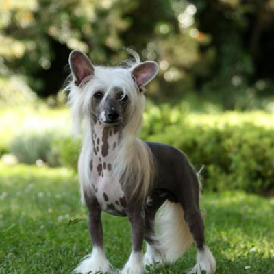 Male11small