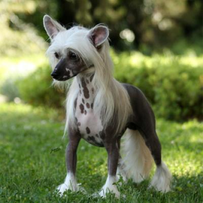 Male12small