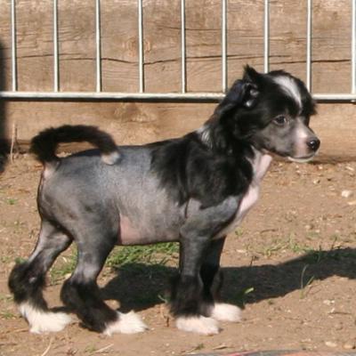 4 Hl Huendin40